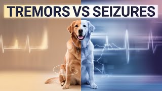 Tremors in Dogs What You Need to Know [upl. by Aelyak]