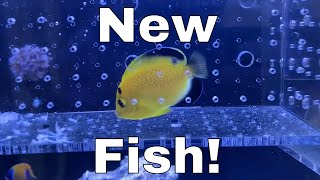 Did I Regret My LAST Fish  4 NEW FISH  Waterbox Aquariums Angelfish Reef LX 2706  Part 7 [upl. by Prendergast]