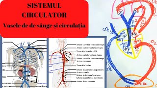 ADMITERE MEDICINA SISTEMUL CIRCULATOR 3 Vasele de sange si circulatia [upl. by Smalley]