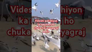 Mahakumbh 2025 Mein aaye Videshi mehman videshi birds shorts shortfeed ytshorts mahakumbh2025 [upl. by Vernier]