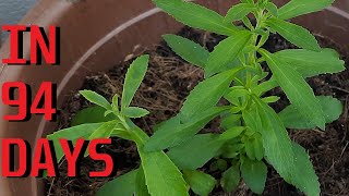 How to grow Stevia from seeds [upl. by Utimer44]