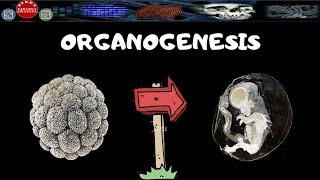 PEMBELAHAN ZIGOT PART 2ORGANOGENESIS  DIRGA BIOLOGY CHANNEL [upl. by Huldah181]