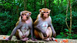 The Most Lovely Couple Macaque Live in Ancient Jungle Monkey Daily [upl. by Ylrebmi447]