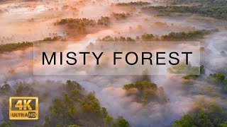 Mist over Bryansk Forest Aerial video in 4K [upl. by Raquela]