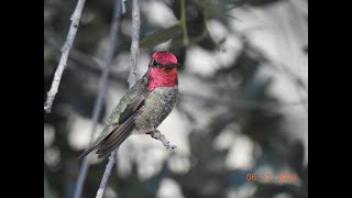 Birding the Rocky Mountains — presentation by John Mills [upl. by Armyn446]