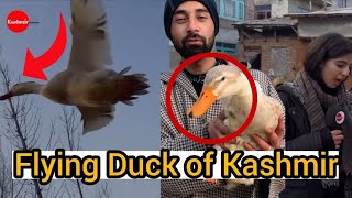 Flying Ducks of kashmir Meet showkat Ali Malla a Duck trainer he has done Masters in Tourism [upl. by Saretta625]