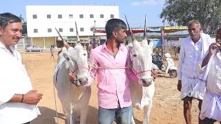 Glorious Hallikar ox pair of Farmer Nuthan Tubagere in Sri Ghatti Subramanaya cattle Fair D pura [upl. by Bubb883]