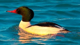 Большой крохаль утка  Common merganser [upl. by Zeidman347]