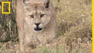 Cet expert des félins se retrouve face à face avec un puma [upl. by New]