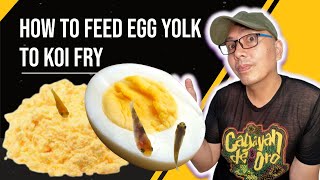 How To Feed Egg Yolk to koi fry [upl. by Olivero]