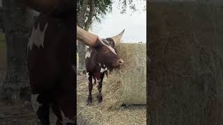 Majestic AnkoleWatusi Enjoys a Hay Feast [upl. by Chil100]