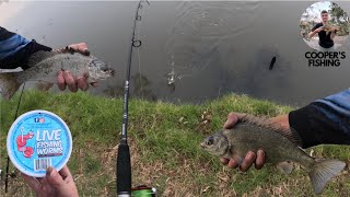 ACTIONPACKED Fishing On The Wimmera River Near Horsham [upl. by Springer]