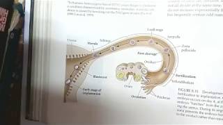 Fertilization in Mammals Part 1  Sperm Capacitation and Underlying Signaling Pathways [upl. by Yssirhc]