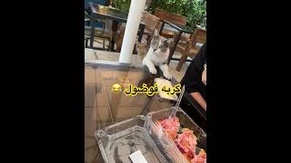 گربه فوضول 😂 [upl. by Marutani]