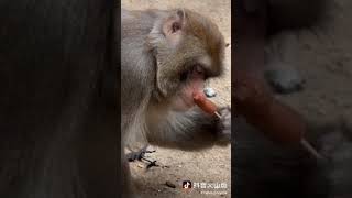 The puzzling funny and hilarious Behaviors of Monkeys Top funny monkeys videos 410 [upl. by Apthorp]