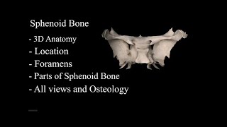 The Sphenoid Bone anatomy 3d osteology  bony features anatomy of Sphenoid Bone parts of Sphenoid [upl. by Archy513]