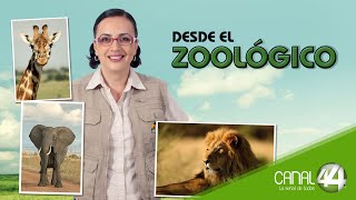 Desde el Zoológico  Monstruo o lagarto [upl. by Phila]