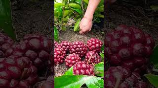 Kadsura Coccinea it is a beautiful Ornamental Fruit shorts youtubeshorts viral fruit trending [upl. by Lait]