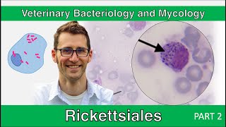 Rickettsiales Part 2  Veterinary Bacteriology and Mycology [upl. by Deacon655]