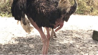 Wild Animals Wonderful Ostriches close view Relaxing Video 2020 [upl. by Enitsuga]