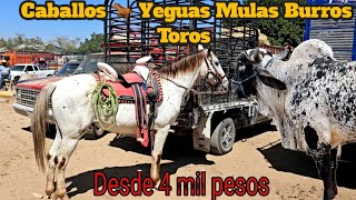 Caballos Yeguas Pony Mulas Burros Toros Vacas becerros y mas en el Tianguis ganadero mas grande [upl. by Eniotna362]