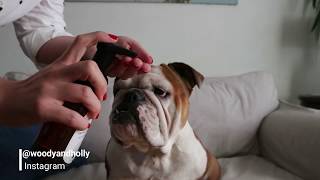 How To Remove Dog Tear Stains [upl. by Etnauj]