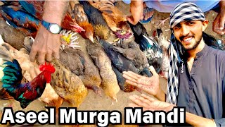 Aseel Murga🐓Mandi Sindh Pakistan🇵🇰 New Update 2025🔥 [upl. by Leacock]