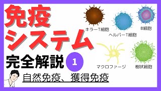 ①【免疫】免疫細胞の特徴から自然免疫、獲得免疫のしくみまで分かる動画（看護、薬学生向け） [upl. by Strickman766]