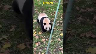 大熊猫包包咩咩叫的跑过来宠粉 panda pandafushun funny adorablepanda animals cutepanda pandalife pandachina [upl. by Laumas265]