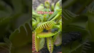 Venus fly trap plant eat 🦟 Insect in action shortsfeed shorts [upl. by Ymmas69]