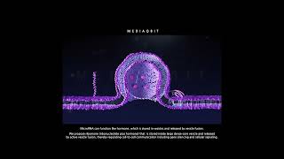 MicroRNA exocytosis by large densecore vesicle fusion  By MEDIAQBIT shorts [upl. by Montague]