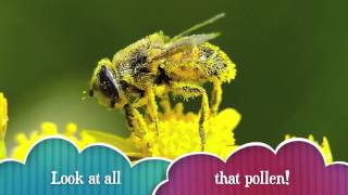 What is Pollen [upl. by Verene]