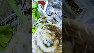 The ABSOLUTE BEST Way to Raise Canary Chicks in Cage Nests [upl. by Caye]