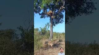 Wild animals fight for survival shorts animals hyena lion spottedhyena wildlifefight [upl. by Ailemap]