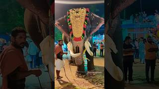 😍🦣 Wonderful Tusk ❤️ Kerala Temple Festival 🙏 elephant destinationbharat aana ytshortsindia [upl. by Ojoj]