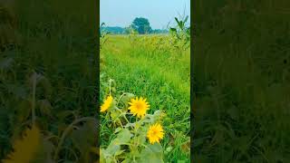 Mahi roo song music 🌻🪻🌺💐🌲🌳🌿🌱 [upl. by Eekorehc539]