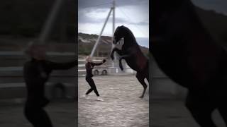 horse конники equestrian конник лошади конныйспорт rodeo [upl. by Duke]