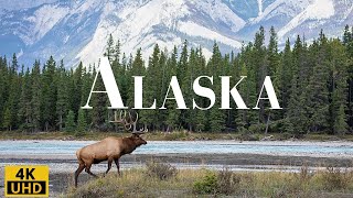 Wild Beauty of Alaska 4K A Relaxing Journey Through Nature Alaska Life Relaxation Film [upl. by Luigino]