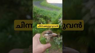 White Cheeked Barbet  Chinna Kutturuvan  ചിന്നക്കുട്ടുറുവൻ variety gardening ideas garden [upl. by Boyse]