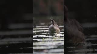 Rednecked Grebe [upl. by Refeinnej384]