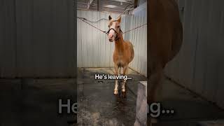 He’s leaving😭❤️horse equestrain simon edit [upl. by Axe]