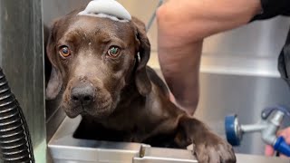 Chocolate Lab Puppy Living in Trash gets Her First Bath 🥹 needs a home [upl. by Elocim]