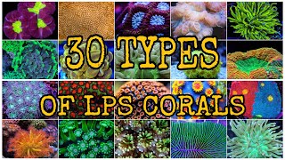 30 TYPES OF LPS CORALS [upl. by Hazen]