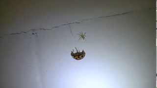 Ladybug VS Spider [upl. by Casta]