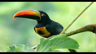 Collared Aracari  Amazing Bird [upl. by Johppa]