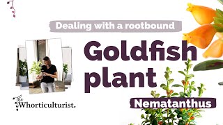 You need a Goldfish Plant Nematanthus [upl. by Aigroeg]