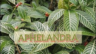 Plantio da Aphelandra  a planta que beijaflores gostam [upl. by Rior]