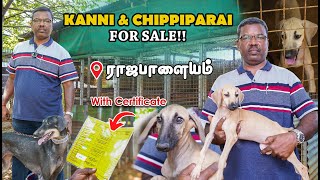 Kanni Chippiparai Dogs Kennel  Native Breed Dogs  Puppies For Sale  Durai Frams Rajapalayam [upl. by Schluter]