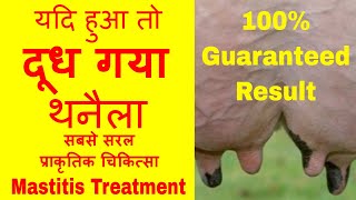 Treatment of Mastitis in Cattle or Cow Naturally  थनैला रोग का 100 देशी और रामबाण ईलाज [upl. by Dwayne968]