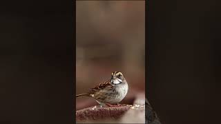 Golden crowned Sparrow Eating birds birdsounds birdslover nature wildlife animals [upl. by Rowe]